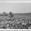 Jos b-1922 with tulips
